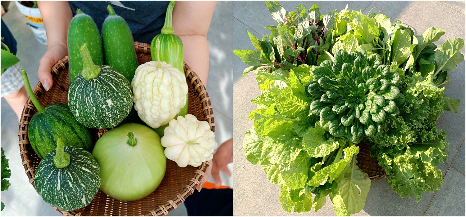 Rau quả thu hoạch trong vườn nhà anh Phúc.