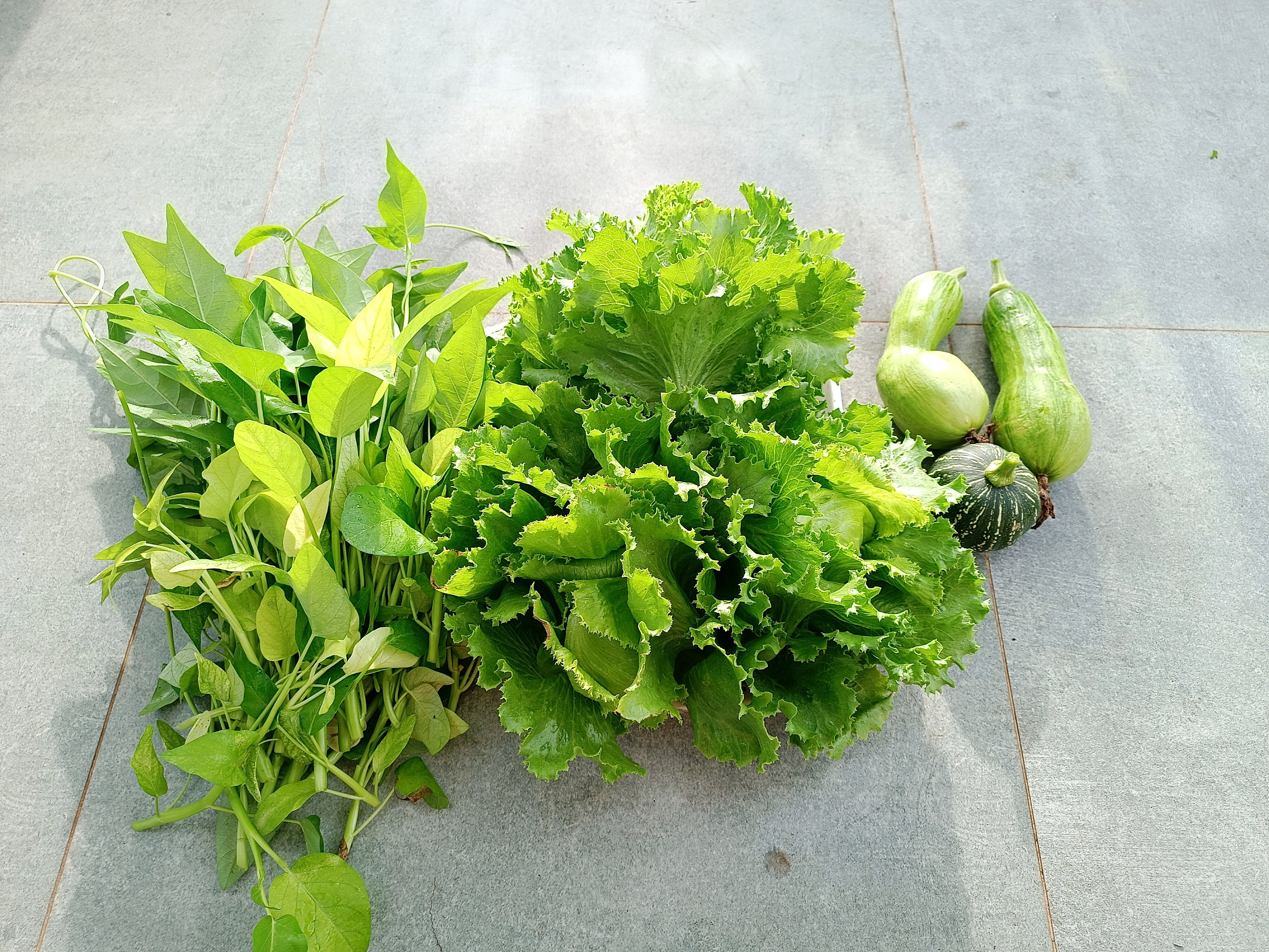 Ông bố 3 con Sài Gòn là kỹ sư IT, trồng rau sân thượng từ nhà đến công ty, mảnh vườn nào cũng xanh tốt - 16