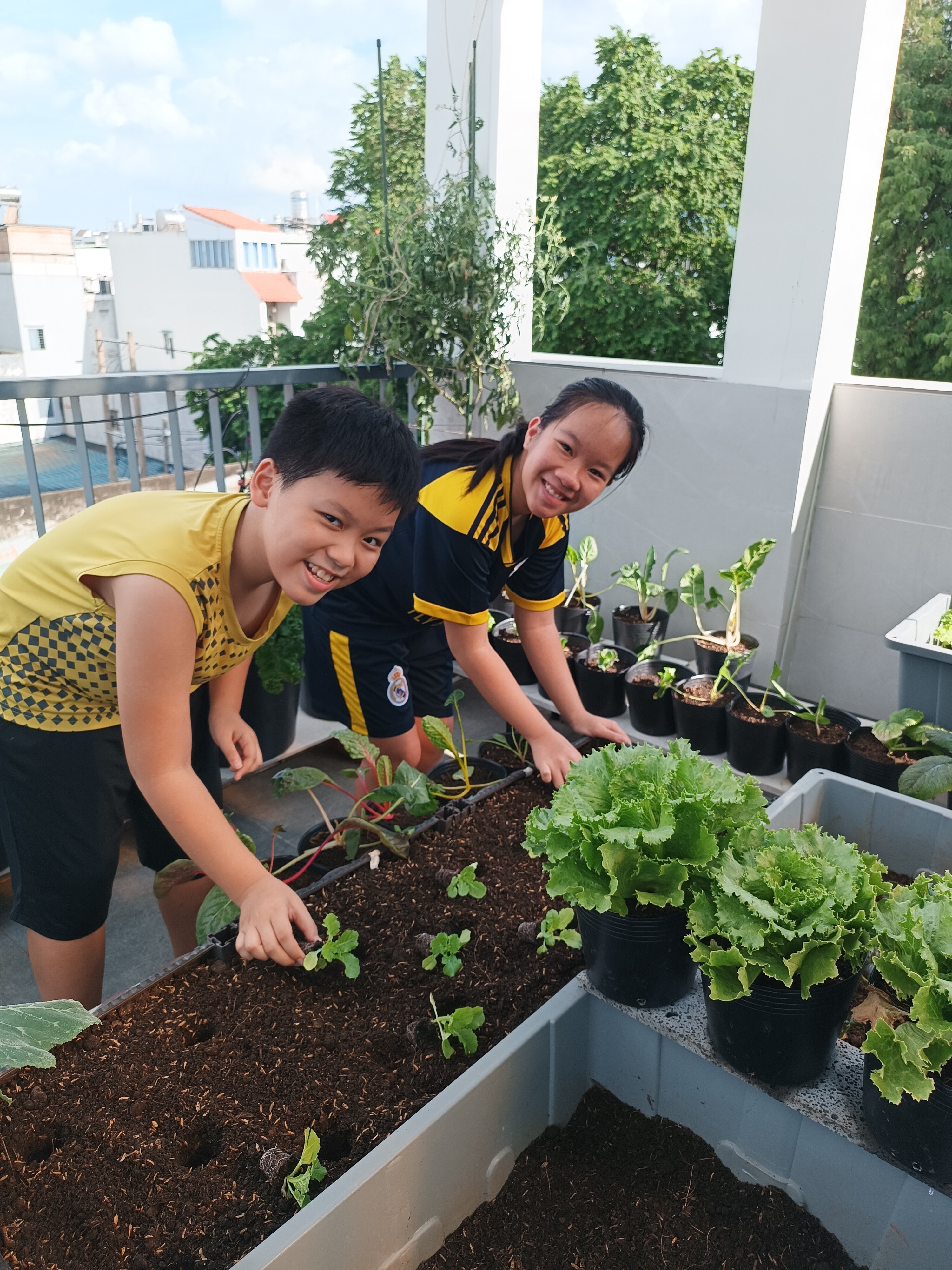 Ông bố 3 con Sài Gòn là kỹ sư IT, trồng rau sân thượng từ nhà đến công ty, mảnh vườn nào cũng xanh tốt - 22