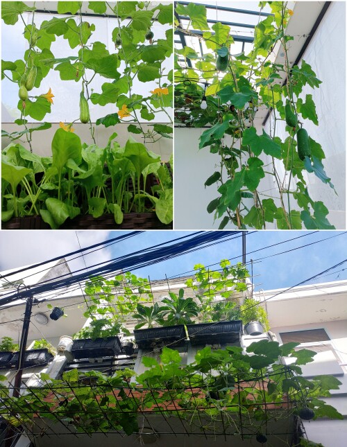 Mảnh vườn ở ban công tại nhà cũ.