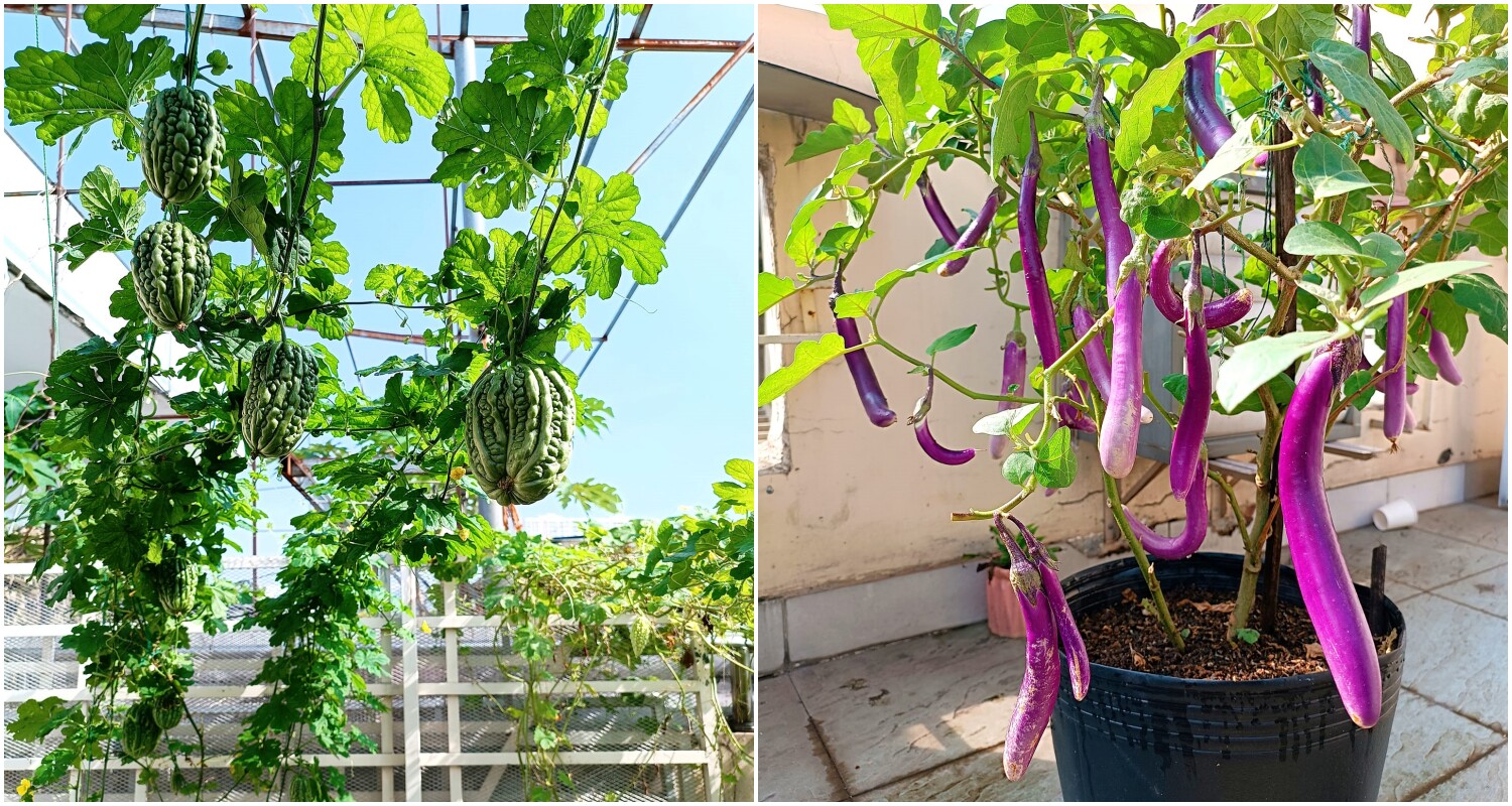 Anh Phúc trồng rau ở sân thượng công ty.