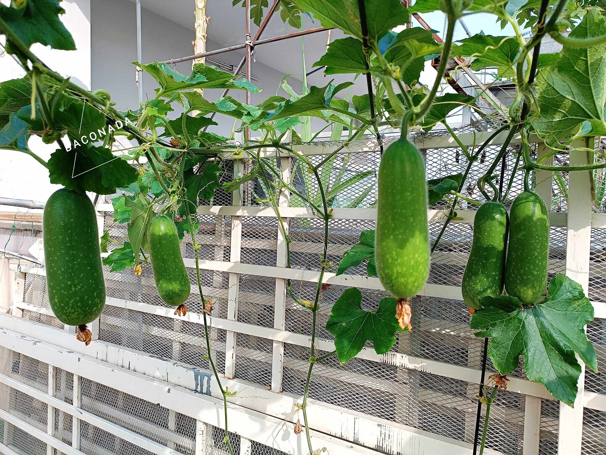 Ông bố 3 con Sài Gòn là kỹ sư IT, trồng rau sân thượng từ nhà đến công ty, mảnh vườn nào cũng xanh tốt - 5