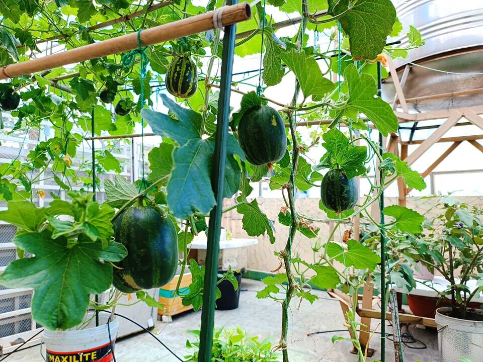 Ông bố 3 con Sài Gòn là kỹ sư IT, trồng rau sân thượng từ nhà đến công ty, mảnh vườn nào cũng xanh tốt - 6