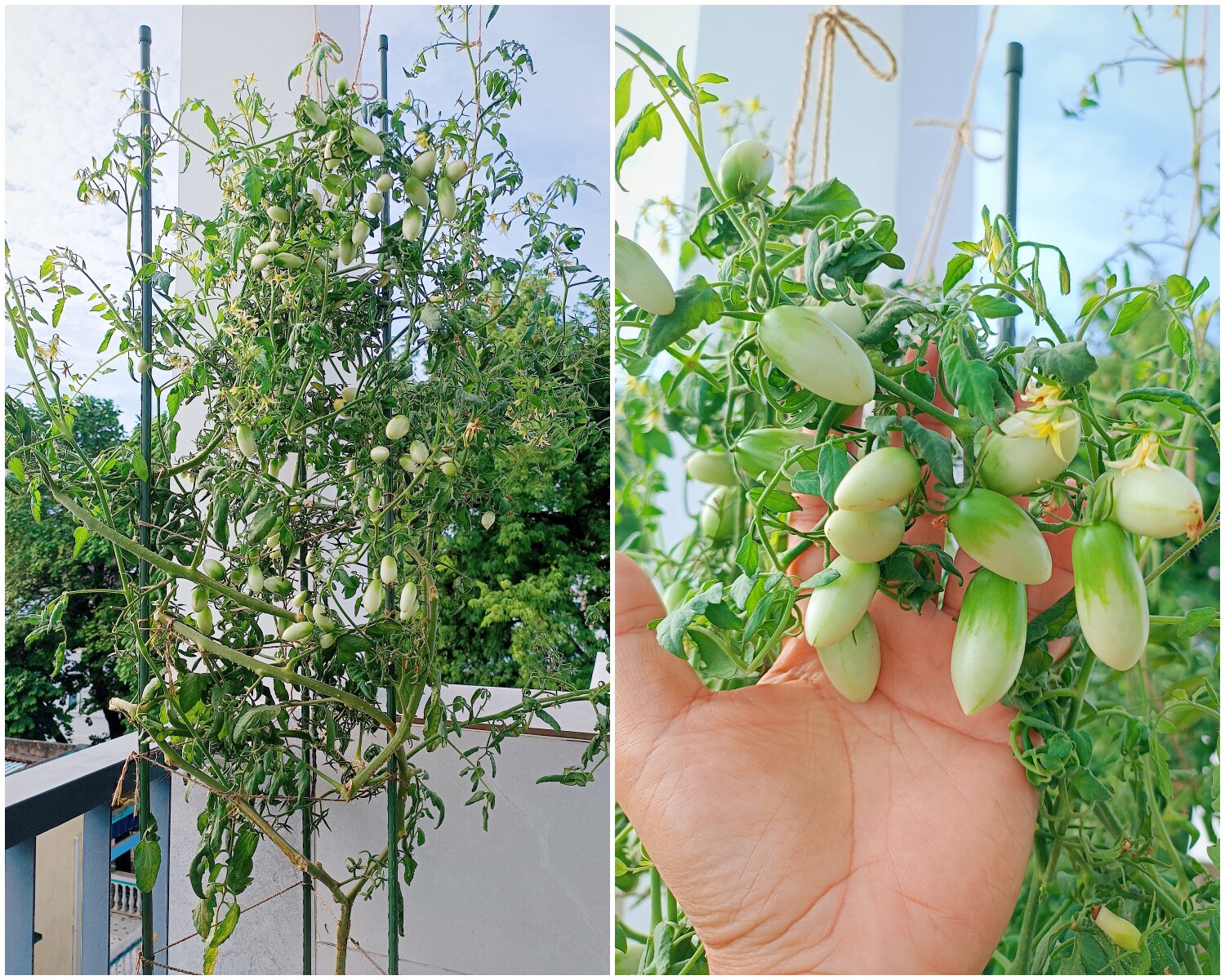 Ông bố 3 con Sài Gòn là kỹ sư IT, trồng rau sân thượng từ nhà đến công ty, mảnh vườn nào cũng xanh tốt - 19