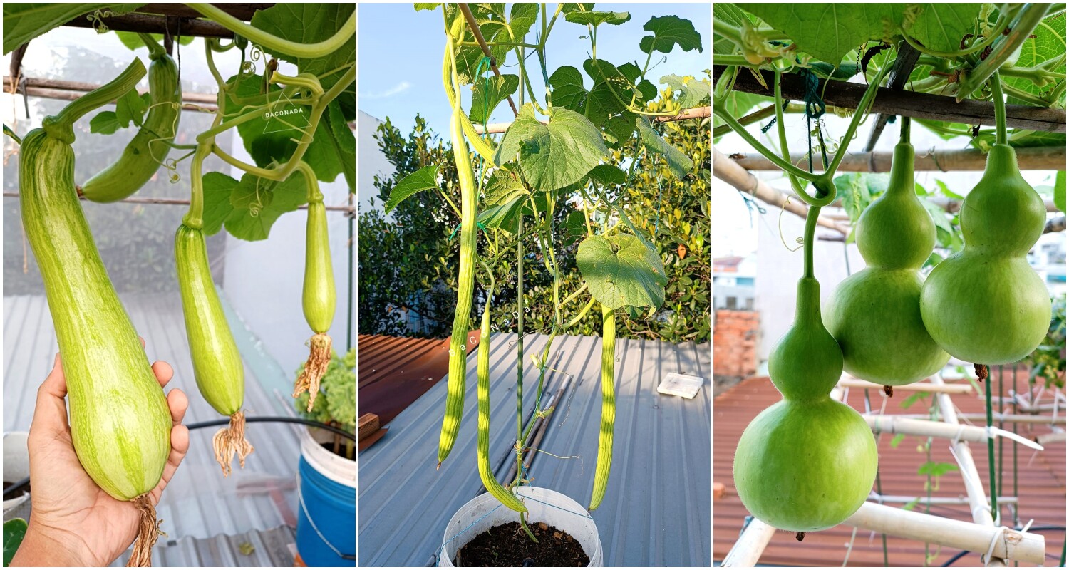 Ông bố 3 con Sài Gòn là kỹ sư IT, trồng rau sân thượng từ nhà đến công ty, mảnh vườn nào cũng xanh tốt - 3