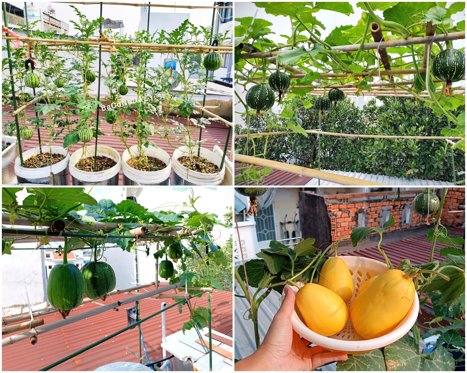 Vườn rau được bố đảm trồng ở giếng trời.