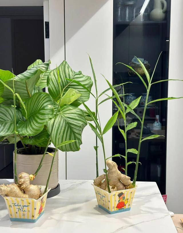 Trồng gừng h&uacute;t lộc trong nh&agrave; theo quy tắc &ldquo;2 &iacute;t -1 đều&rdquo;, 7 ng&agrave;y liền nảy mầm, l&aacute; đẹp hơn tr&uacute;c - 1