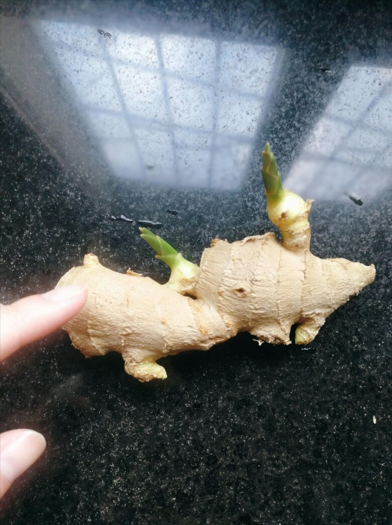 Trồng gừng h&uacute;t lộc trong nh&agrave; theo quy tắc &ldquo;2 &iacute;t -1 đều&rdquo;, 7 ng&agrave;y liền nảy mầm, l&aacute; đẹp hơn tr&uacute;c - 3