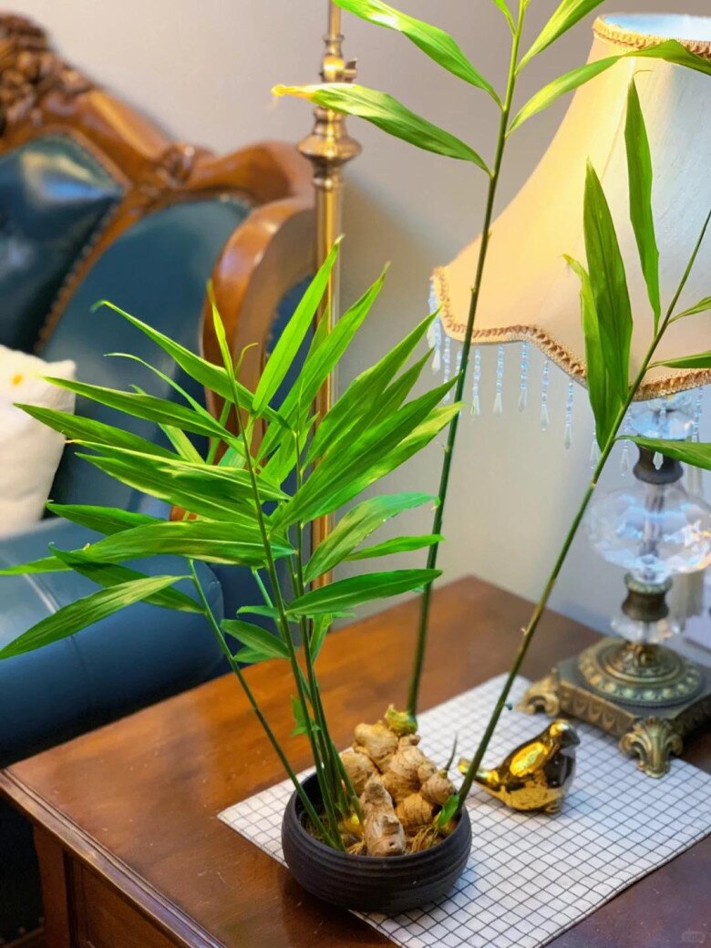 Trồng gừng h&uacute;t lộc trong nh&agrave; theo quy tắc &ldquo;2 &iacute;t -1 đều&rdquo;, 7 ng&agrave;y liền nảy mầm, l&aacute; đẹp hơn tr&uacute;c - 2