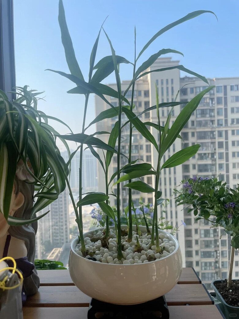 Trồng gừng h&uacute;t lộc trong nh&agrave; theo quy tắc &ldquo;2 &iacute;t -1 đều&rdquo;, 7 ng&agrave;y liền nảy mầm, l&aacute; đẹp hơn tr&uacute;c - 7