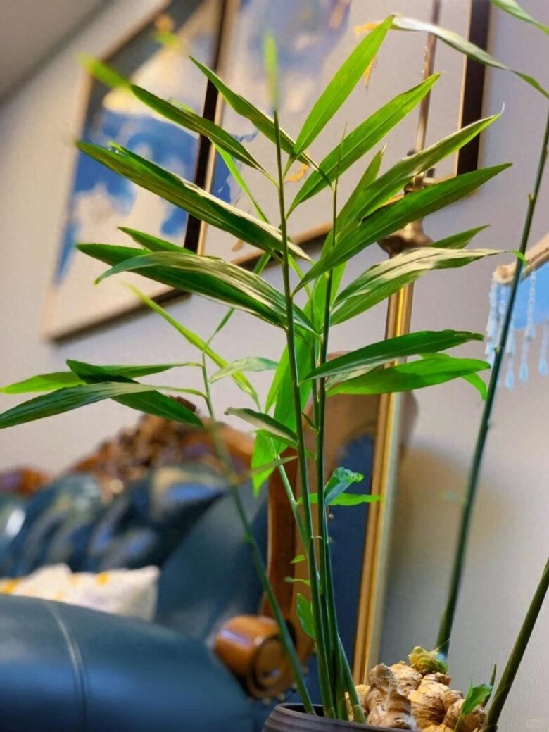 Trồng gừng h&uacute;t lộc trong nh&agrave; theo quy tắc &ldquo;2 &iacute;t -1 đều&rdquo;, 7 ng&agrave;y liền nảy mầm, l&aacute; đẹp hơn tr&uacute;c - 6