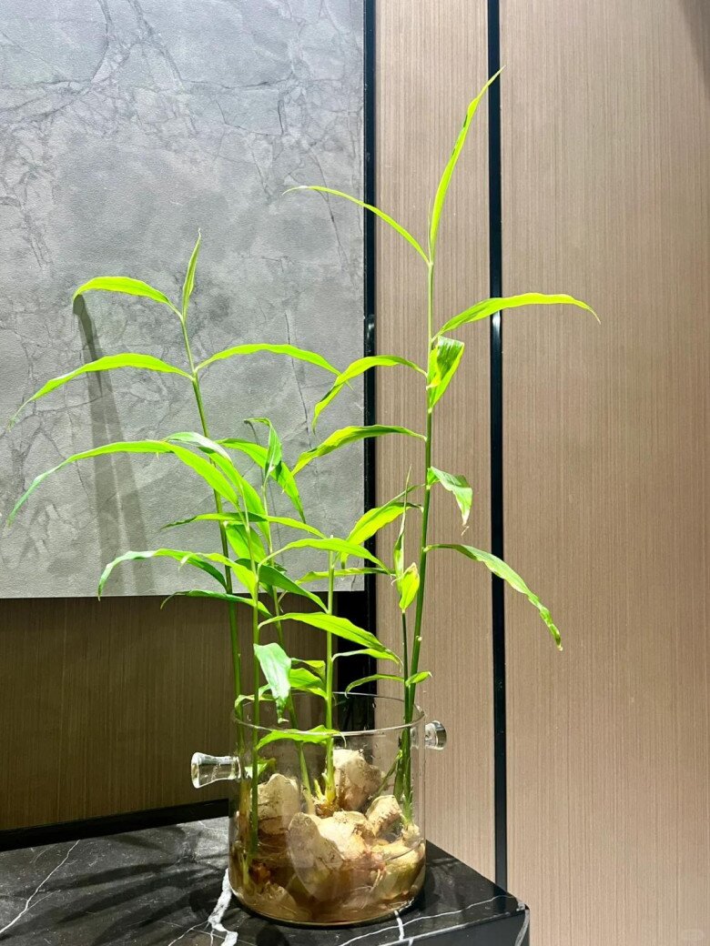 Trồng gừng h&uacute;t lộc trong nh&agrave; theo quy tắc &ldquo;2 &iacute;t -1 đều&rdquo;, 7 ng&agrave;y liền nảy mầm, l&aacute; đẹp hơn tr&uacute;c - 5