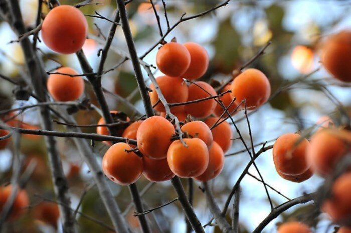 Trồng loại cây “đẻ ra vàng”, Mạnh Trường chỉ dám ngắm không dám hái ăn vì sợ… vợ “đánh què tay” - 2