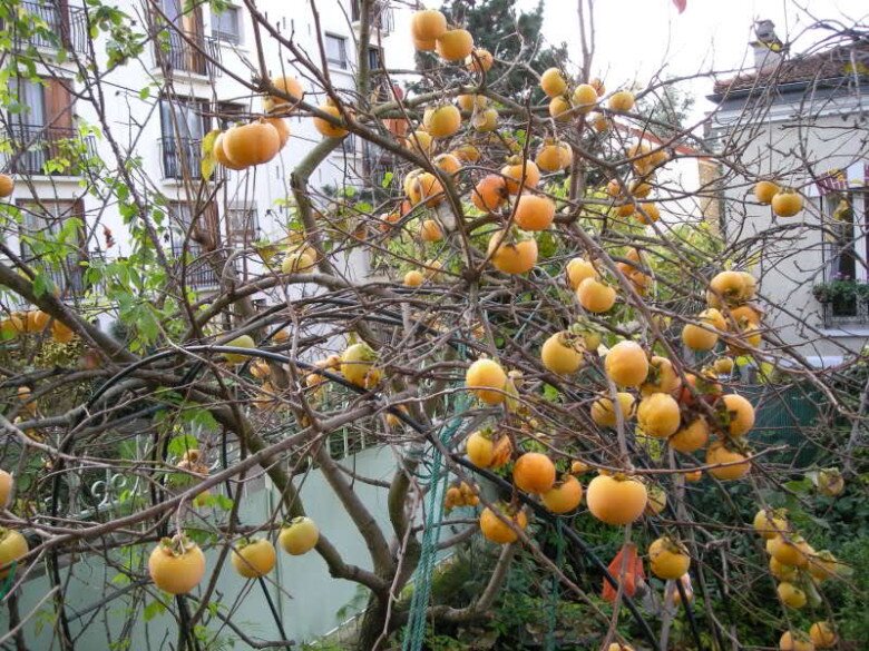 Trồng loại cây “đẻ ra vàng”, Mạnh Trường chỉ dám ngắm không dám hái ăn vì sợ… vợ “đánh què tay” - 3