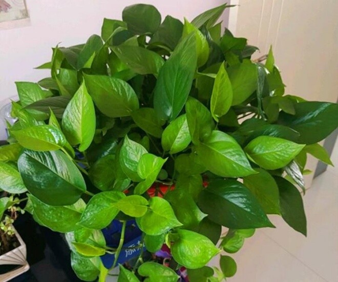 Trồng trầu bà không cần phân bón, tưới 2 thứ nước này lá xanh như bôi mỡ, một chậu thành 4 chậu - 1