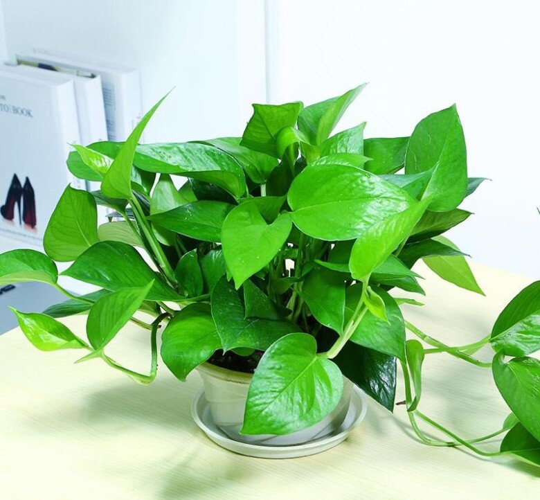 Trồng trầu bà không cần phân bón, tưới 2 thứ nước này lá xanh như bôi mỡ, một chậu thành 4 chậu - 5