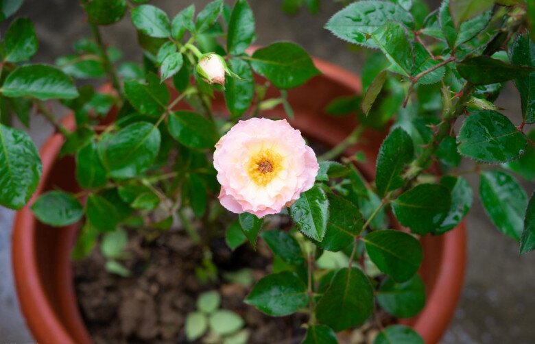 Từng làm hỏng 4 chậu hoa hồng, cuối cùng tôi cũng rút ra được 7 bí quyết giúp cây khỏe, hoa nở rực rỡ quanh năm - 6