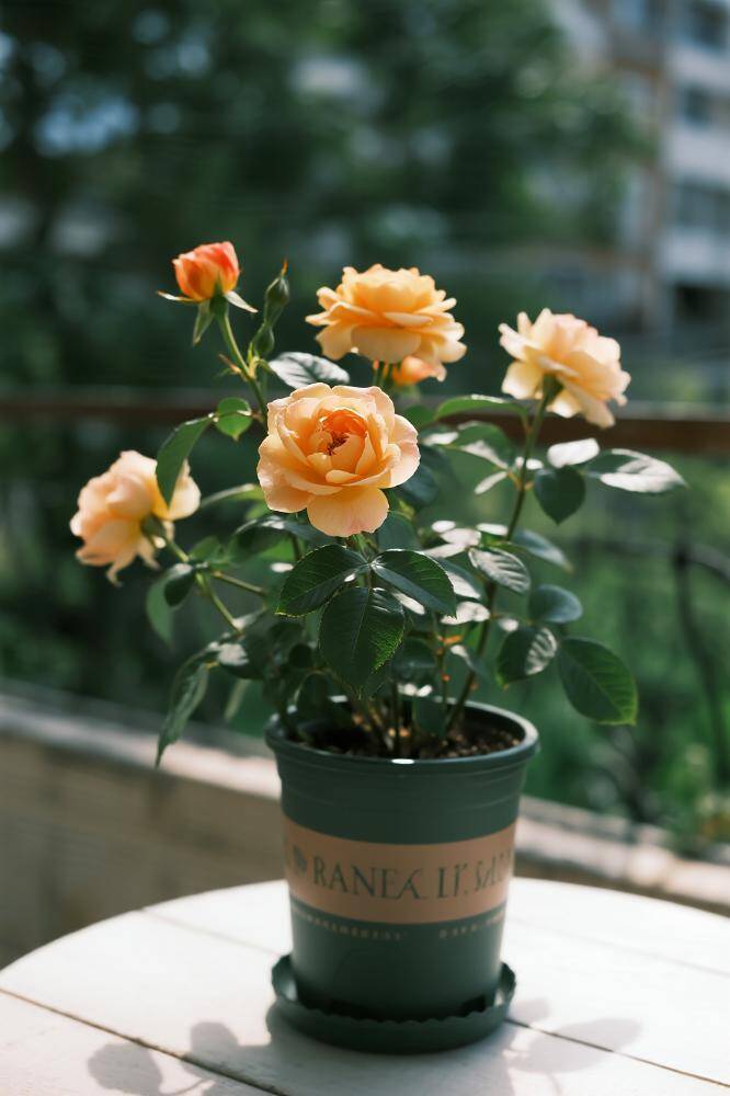 Từng làm hỏng 4 chậu hoa hồng, cuối cùng tôi cũng rút ra được 7 bí quyết giúp cây khỏe, hoa nở rực rỡ quanh năm - 2