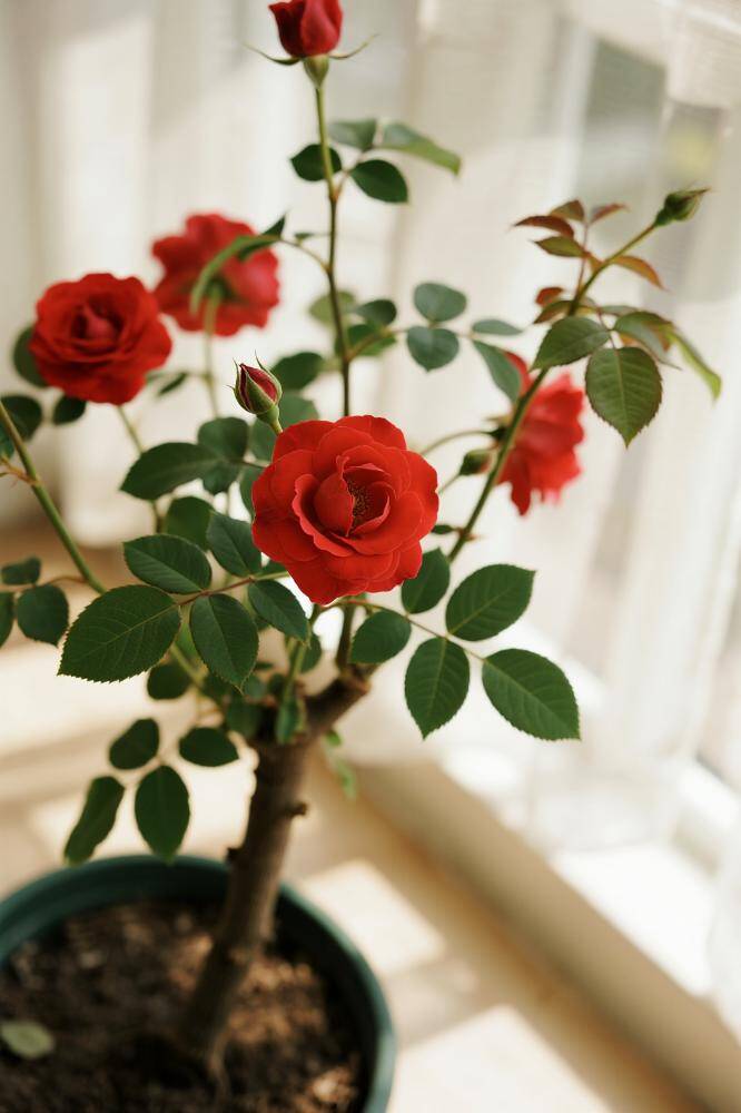 Từng làm hỏng 4 chậu hoa hồng, cuối cùng tôi cũng rút ra được 7 bí quyết giúp cây khỏe, hoa nở rực rỡ quanh năm - 3