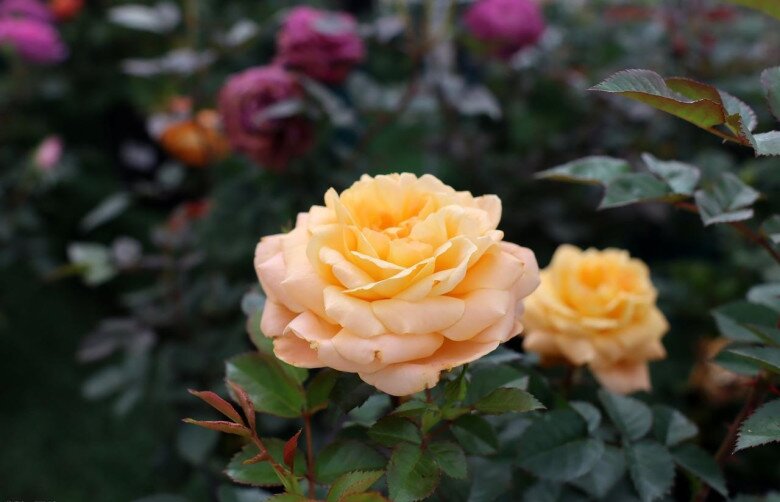 Từng làm hỏng 4 chậu hoa hồng, cuối cùng tôi cũng rút ra được 7 bí quyết giúp cây khỏe, hoa nở rực rỡ quanh năm - 7