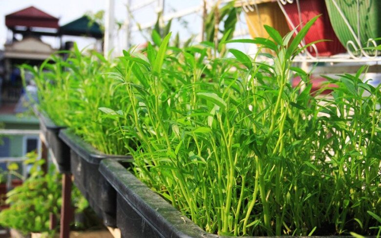 “Vua các loại rau” vào mùa thu, axit folic gấp 8 lần táo, cắm cành vào đất là sống, trồng một lần ăn nhiều năm - 5