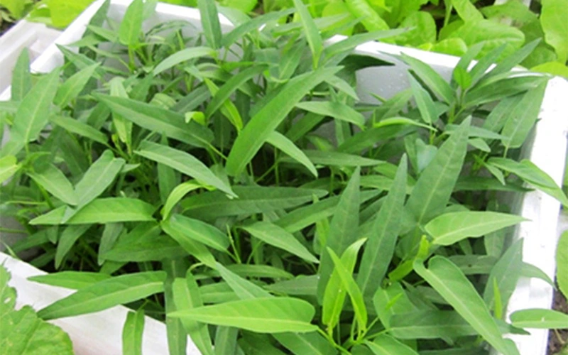 “Vua các loại rau” vào mùa thu, axit folic gấp 8 lần táo, cắm cành vào đất là sống, trồng một lần ăn nhiều năm - 2