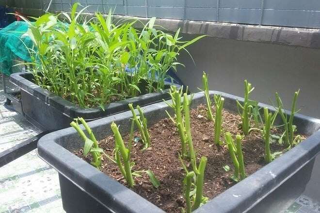 “Vua các loại rau” vào mùa thu, axit folic gấp 8 lần táo, cắm cành vào đất là sống, trồng một lần ăn nhiều năm - 3