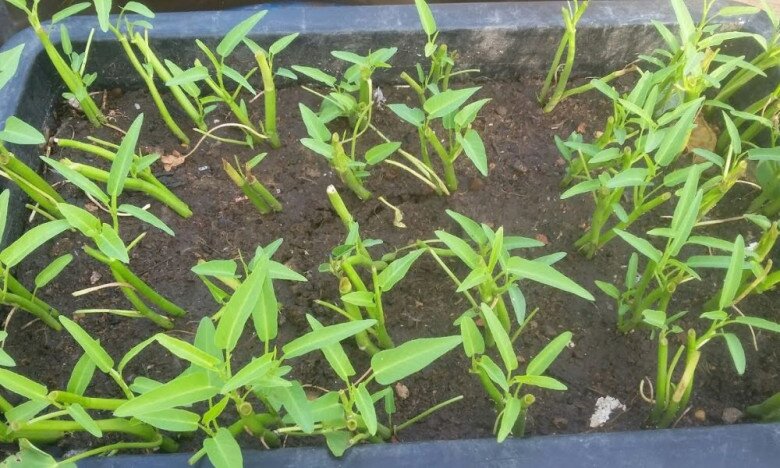 “Vua các loại rau” vào mùa thu, axit folic gấp 8 lần táo, cắm cành vào đất là sống, trồng một lần ăn nhiều năm - 4