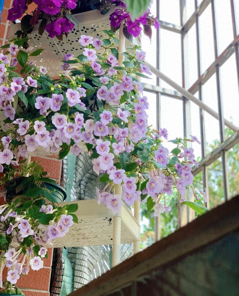 “Vua cây xanh trong nhà” đẹp đến mê hồn, nở suốt 4 mùa trong năm bất chấp trồng ở ban công phía Bắc - 4