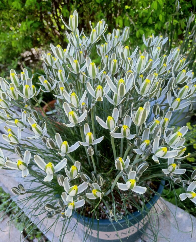 “Vua hương thơm” của thế giới cây xanh, thơm sánh ngang nước hoa, đẹp long lanh như thủy tinh - 2