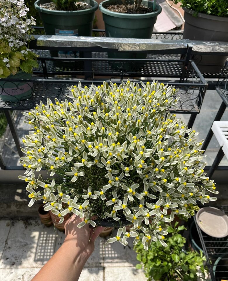 “Vua hương thơm” của thế giới cây xanh, thơm sánh ngang nước hoa, đẹp long lanh như thủy tinh - 3