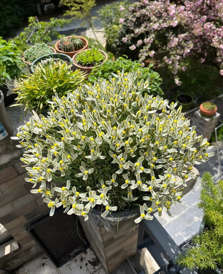 “Vua hương thơm” của thế giới cây xanh, thơm sánh ngang nước hoa, đẹp long lanh như thủy tinh - 5