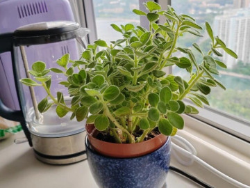 Cây cảnh đuổi muỗi cực đỉnh, lại được ví như mèo Thần Tài nhưng nay bị nhiều người cho vào danh sách đen vì 4 lý do