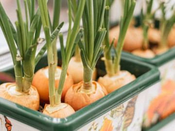 10 loại rau là “ngân hàng kẽm”, loại thứ 8 còn được mệnh danh là "nữ hoàng rau củ", trồng 3 tháng cho thu hoạch