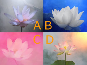 Trắc nghiệm: Người ấy có thật sự là "chân ái" của bạn không? Chọn một bông hoa sen để biết đáp án