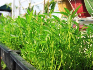 “Vua các loại rau” vào mùa thu, axit folic gấp 8 lần táo, cắm cành vào đất là sống, trồng một lần ăn nhiều năm