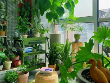 Người xưa nói: Ban công có 3 loại hoa, nhà nghèo khó phát, kiểm tra xem nhà bạn có không