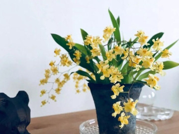 9 loài hoa này là báu vật mùa đông, đặt một chậu trong phòng khách vừa sang vừa thơm như xịt nước hoa