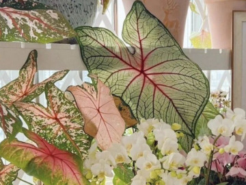 Nhà đẹp - 12 loại cây “chuyên trị” khí độc, đặt trong phòng khách vừa đẹp sang vừa hút lộc, góc nhà cũng sạch bong