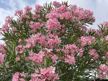 3 loại hoa thất thoát tài lộc không nên trồng trong nhà, càng chăm càng nghèo