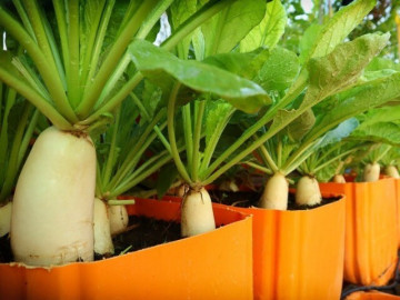 10 loại rau vàng giúp bổ phổi, giảm ho, dễ trồng ngay tại ban công mùa thu đông