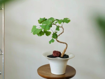 Người xưa nói: 3 cây vào nhà, muốn không giàu cũng khó, gia chủ gặp dữ cũng hóa lành