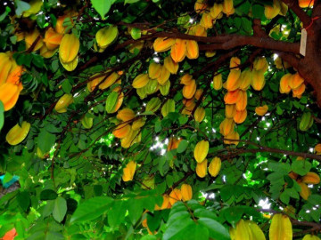 Người thuộc 2 mệnh này trồng cây khế sẽ được Thần Tài chiếu cố, làm đâu thắng đó, may mắn nối tiếp quanh năm