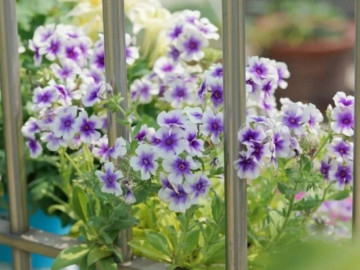 10 loài hoa đáng đồng tiền bát gạo nhất vì nở quanh năm, hút tài lộc, trồng một lần rước may mắn mãi mãi