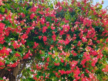 Loài hoa rực rỡ hơn hoa giấy, thơm ngọt ngào như socola, nở suốt 3 mùa cả nghìn bông, trồng trước nhà sẽ mang tới điềm lành