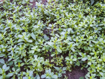 Rau dại mọc đầy ruộng Việt Nam được nhiều nước săn lùng, Trung Quốc gọi là “rau trường thọ”, trồng 30 ngày cho thu hoạch