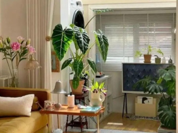 5 loại hoa tưởng là bùa hộ mệnh, ai ngờ trồng trong nhà lại hại thân, người xưa dặn cần cẩn thận