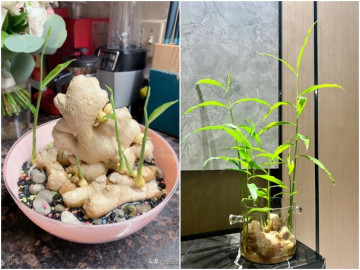 Trồng gừng hút lộc trong nhà theo quy tắc “2 ít -1 đều”, 7 ngày liền nảy mầm, lá đẹp hơn trúc