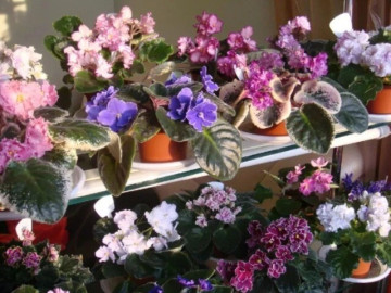 Những loại hoa trồng dễ hơn gừng bonsai, ngắt 1 lá cắm xuống đất 7 ngày ra rễ, 2 tháng thành cây đẹp