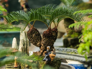 Top cây phong thủy cho vườn vừa đẹp, vừa hút tài lộc, gia tăng vượng khí